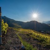 Vignes